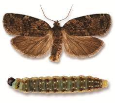 Moth and larva -- spruce budworm