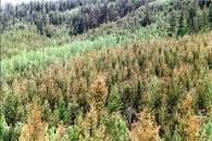 forest with reddish tint indicative of budworm infestation